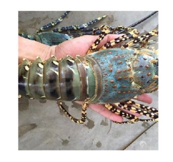 Live Spiny Lobster Premium Seafood High Grade With Best deal From Thailand Manufacture Factory Export - ROYAL TRADING(THAILAND) CO.,LTD - Thailand
