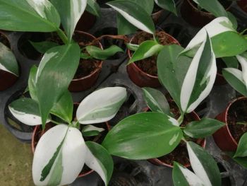 Wholesale Nursery Philodendron White Wizard Plants Indoor Potted Philodendron Plants Hotsale - Xiamen Friendship Bridge Co., Ltd. - China