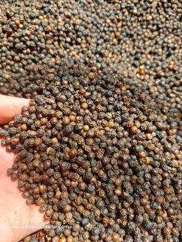 Black pepper from DOAN PHAT IMPORT EXPORT TRADING AND SERVICE COMPANY LIMITED Black pepper – product photo, Dehydrated Black Pepper products found from trusted suppliers, wholesalers, manufacturers & exporters Listing