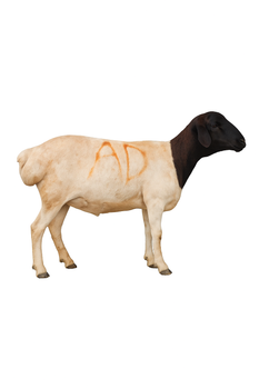Kenyan Whole Chilled Lamb Carcasses - Seattle Global Trade Limited  - Kenya