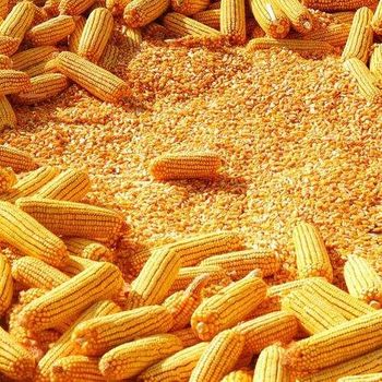High Grade Brazilian Corn frozenchickenexports.com