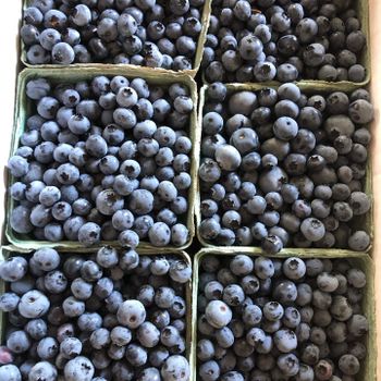Fresh Blueberries for sale Color Blue Organic Yes Firmness Firm Sweetness Sweet Shelf Life Guaranteed Freshness Degree of Processing Frozen, Other - NINE FRUITS EXPORTS (PTY) LTD - South Africa
