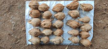 Semi Husked Coconuts - Portus Exports - India