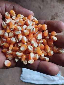 Non-Gmo Yellow Maize (Corn) Tdk 5 %% Max Sand 1.5%% Max Protein 8 %% Min Features Organic Cadmium 2.5 Ppm Max Test Weight 68kg/hi - GIFEX AGRO TANANZIA LIMITED - Tanzania