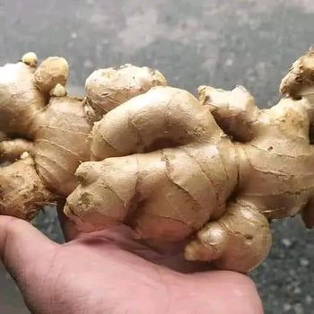 Fresh Ginger - PT Nava Kartika Global - Indonesia
