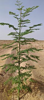 Premium Organic Dried Moringa Oleifera Drumstick Leaves and Fine Leaf Powder Bulk Export Grade from Egyria Premium Organic Dried Moringa Oleifera Drumstick Leaves and Fine Leaf Powder Bulk Export Grade - Egyria - Egypt