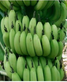 Green Banana - Mahavir Export Hub - India