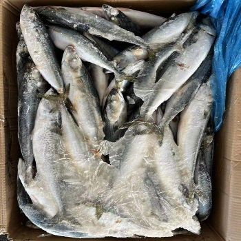 Frozen Pacific Mackerel Fish Available With Natural Taste Rich Nutrition And Reliable Seafood Solution For Retail - TRADECENTRIC LLC - United States