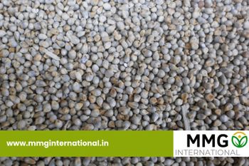 Fresh Green Millet – product photo, Fresh Green Mango products found from trusted suppliers, wholesalers, manufacturers & exporters Listing