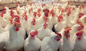 Frozen Halal Whole Chicken - LUKOSI GLOBAL TRADERS LTD - Netherlands