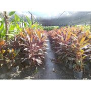 Product - Santa Barbara Nursery Inc - United States