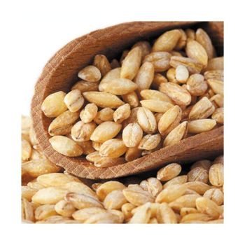 Barley grain wholesale available in export ready bulk packaging - MASI TRADING GMBH - Germany