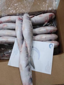 GreyMullet Color Grey Net Weight 20 Kg Brand Name asmak Packaging carton Origin Mauritania Scientific Name Liza Ramada Size 200/300 Gr, 300/800 Gr, 1kg+ - asmakfish - Mauritania