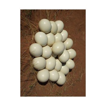 Leading Exporter of Healthy White and Brown Ostrich Eggs/ Fresh Eggs - Medcompex Gmbh - United Kingdom