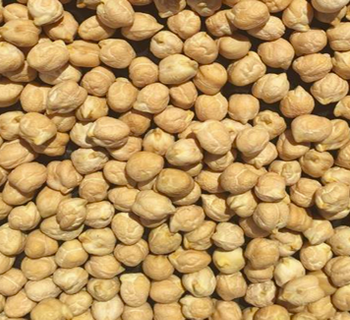 Cashew Nuts - TAMIM INTERNATIONAL LIMITED - Tanzania