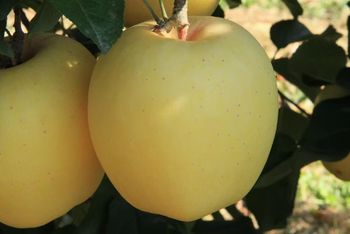 Venus Apple ”King of Apples“ Texture Crisp Flavor Sweet Taste Variety Rare species Place of Origin china Appearance Beautiful Appearance - Weihai Yueting Trading Co., Ltd - China