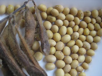 Good quality soya bean for oil , soybean , Soybean Seeds with reasonable price from AGRONOVA Good quality soya bean for oil , soybean , Soybean Seeds with reasonable price - AGRONOVA - United States