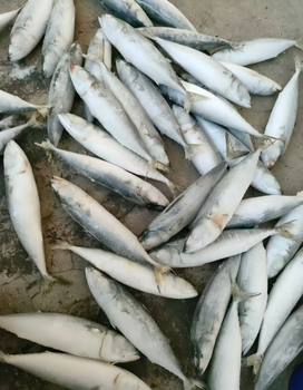 Frozen WR mackerel from Quanzhou Baisheng Aquatic products Co.,Ltd Frozen WR mackerel - Quanzhou Baisheng Aquatic products Co.,Ltd - China
