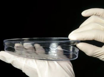 Petri Dishes, 150 X 15mm Petri Dishes with Vented Lid, Sterile - Biologix Corporation - China