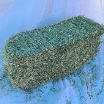 100% Alfalfa Hay Bales and Alfalfa Pellets for Animal Feed - Smart Agri GmbH - Germany