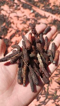 Dried Long Pepper Origin Indonesia Flavor Profile Spicy Max. Moisture (%) 12 Alternative Name Cabe Jawa Maximum Moisture Content 12% - PT. Restu Agro Jaya - Indonesia