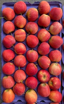 Quality Fresh Royal Gala Apples for sale - NINE FRUITS EXPORTS (PTY) LTD - South Africa