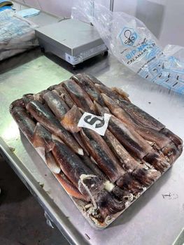 Frozen Illex Squid Whole Round Taiwan origin from Kingsun Foods Frozen Illex Squid Whole Round Taiwan origin - Kingsun Foods - China