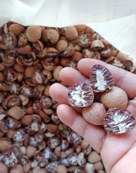 Dried Split Betel Nut Sun Dried from DAEWKAEW PANTAMANG Co., Ltd Dried Split Betel Nut Sun Dried - DAEWKAEW PANTAMANG Co., Ltd - Thailand