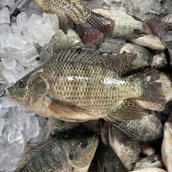 Frozen Black Tilapia Whole Gutted Cleaned WGS/ Tilapia mossambicus Competitive Price - TANIS IMPORT & EXPORT COMPANY LIMITED - Vietnam