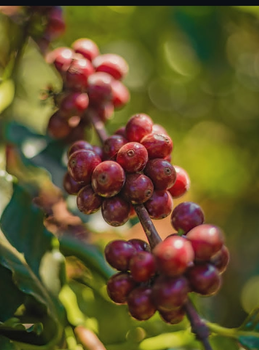 Tanzanian Specialty Arabica Green Coffee Beans from SHIRIMA EXPO Tanzanian Specialty Arabica Green Coffee Beans - SHIRIMA EXPO - Tanzania