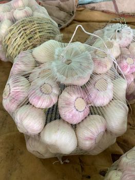 Fresh garlic - TOMCO - Egypt