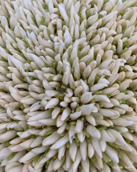Udupi Mallige Jasmine (Jasminum sambac) – GI Tagged Premium Export-Grade Fresh Buds | APEDA Registered Exporter | Cold-Chain Maintained for Global Markets - ECO DINE MANUFACTURING SOLUTIONS OPC PVT LTD  - India