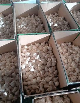 Garlic Aroma Strong Packaging 25kg Flavor Pungent Place of Origin Egypt Active Compounds Allicin Traditional Use Seasoning And Traditional Medicine - Khirat Baladna KB for import & export - Egypt