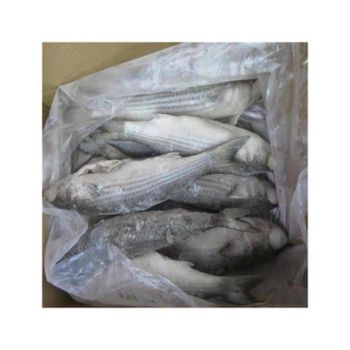Frozen grey mullet fish bulk supply wholesale cheap price premium quality seafood - BMU TRADING GMBH - Germany