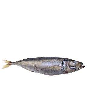 Wholesale frozen horse mackerel bulk supply premium quality available - BMU TRADING GMBH - Germany
