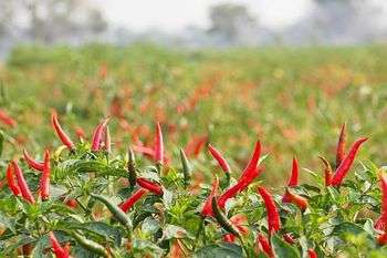 Chili Peppers - Think Fresh Company - Kenya