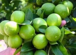 Fresh Seedless Lime / Green Lemon – Premium Quality Citrus Fruit for Export - TRADE NEPAL LLC - United States