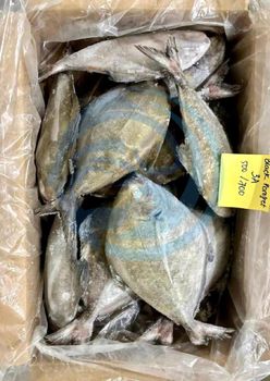 FROZEN BLACK POMFRET - HIGH QUALITY Texture Smooth Flavor Delicate Freshness Level Frozen Source Wild-caught From Pristine, Clean Waters - PT Savya Coco Provita - Indonesia