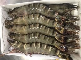 Frozen Fresh Shrimp/Seafood/Black Tiger Prawn Place of Origin THAILAND Form Hoso, Hlso, Pud, P&d Style Fresh, Frozenpeel from Thai Agri Company Frozen Fresh Shrimp/Seafood/Black Tiger Prawn Place of Origin THAILAND Form Hoso, Hlso, Pud, P&d Style Fresh, Frozenpeel - Thai Agri Company - Thailand