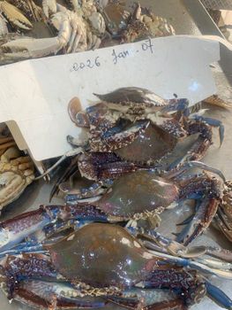 Frozen Blue Crab – Half Cut Packaging 12 Kg / Box Number Of Packages 167, 500, 667 Size 150/250g, 250/300g, 300g+, 50/100g - Morgana fish - Morocco