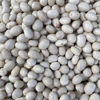 Dried Sugar Beans With Long Shelf Life And High Purity For Export And Wholesale Distribution Markets - THE GREEN INTERNATIONAL LIMITED - Tanzania