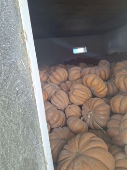 fresh pumpkin vegetables wholesale Type fresh Packaging bag Origin Uzbekistan Manufacturer Uzbekistan Texture Cubed, Flaked, Frozen, Processed - Freeze Dried Fruit LTD - Uzbekistan