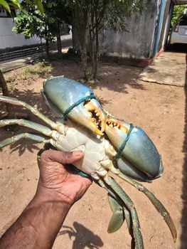 Live mud Crab XL and XXL from Crabs Lanka Exports Pvt Ltd Live mud Crab XL and XXL - Crabs Lanka Exports Pvt Ltd - Sri Lanka