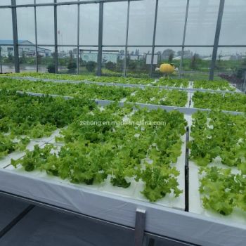 Dwc Deep Water Cultivation Hydroponics System with Fertigation System - Shouguang Zenong Greenhouse Engineering Co., Ltd. - China