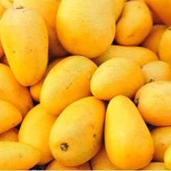 Mangoes (Alphonso, Kesar, Banganapalli, etc.) – product photo, Fresh Green Mango products found from trusted suppliers, wholesalers, manufacturers & exporters Listing