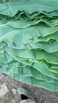 Banana Leaves from PT NAZRA BERKAH EXPORT Banana Leaves – product photo, Banana Leaves products found from trusted suppliers, wholesalers, manufacturers & exporters Listing