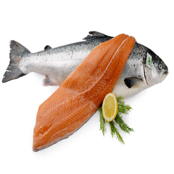 Whole and Gutted Salmon Freshly Harvested Premium Quality Perfect for Grilling Baking or Smoking Buy Now - AK.BOLO MEDIK LTD - Thailand