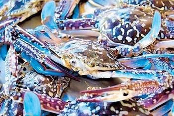 Philippine blue crab meat - GFF Fish Farm - United States