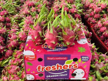 Dragon fruit from VINAFOOD INTERNATIONAL COMPANY Dragon fruit – product photo, Organic Dragon Fruit products found from trusted suppliers, wholesalers, manufacturers & exporters Listing
