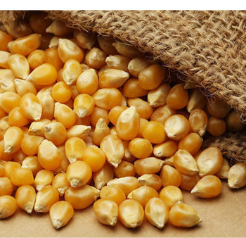 Best Price Agricultural Product Yellow Corn/Yellow Maize, Dried Yellow Corn, Popcorn, White Corn Maize - AGRONOVA - United States